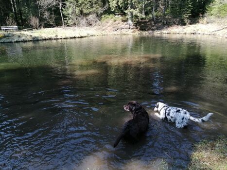 Schwellweiher nahe Bodenmais