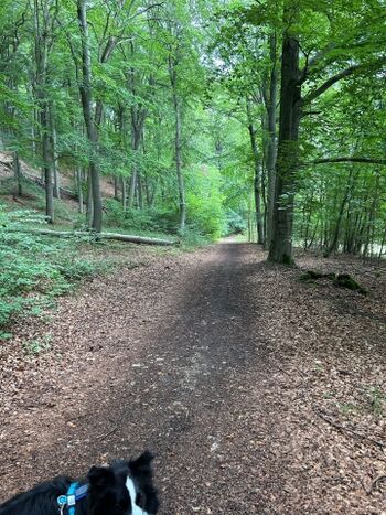 Viele Gassi- und Wanderwege
