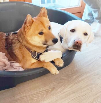 Hundekorb im Wohnzimmer