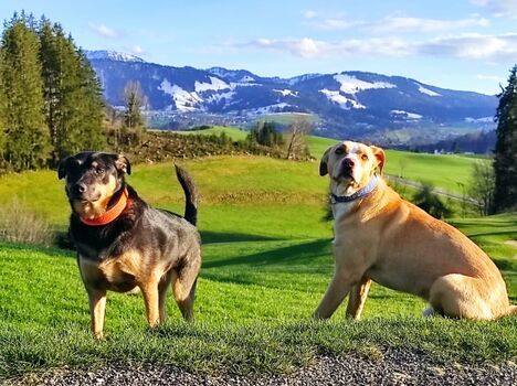 Tolle Wanderungen mit unseren Fellnasen