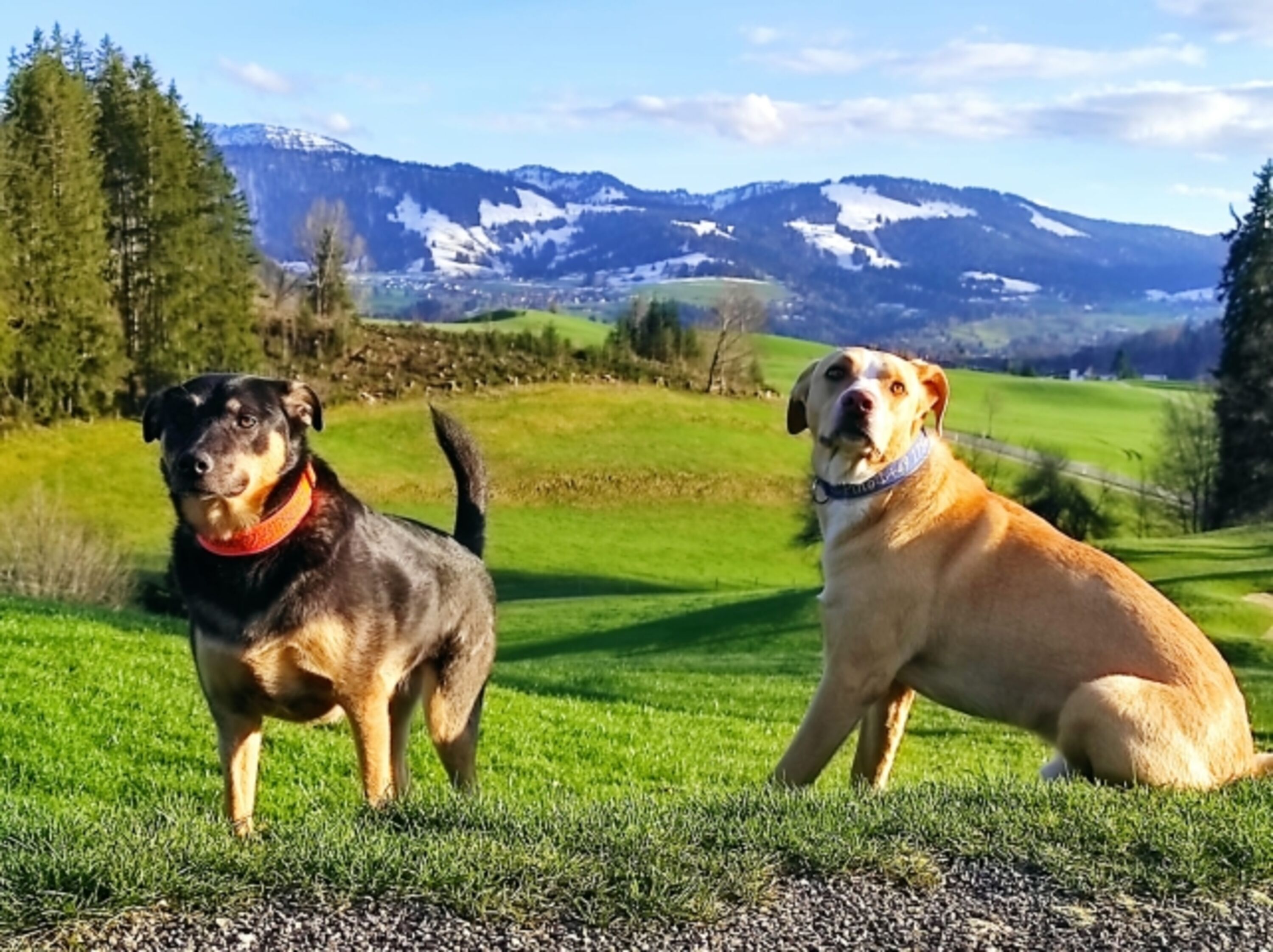 Tolle Wanderungen mit unseren Fellnasen