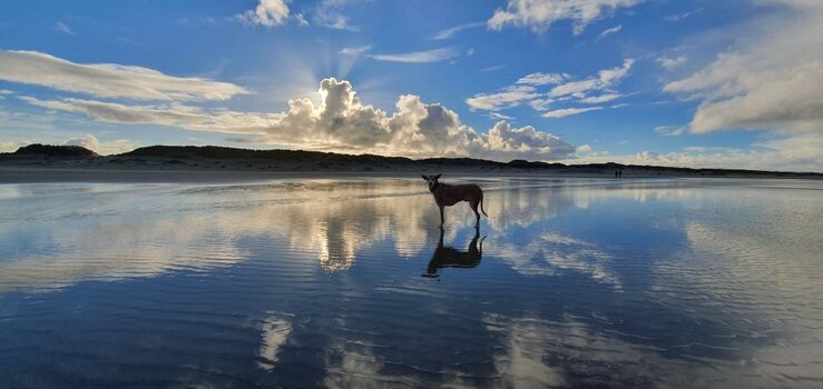 Für Hunde ein Paradies