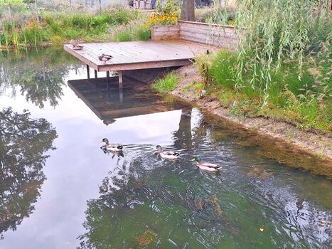 Entenfamilienausflug Morgens 