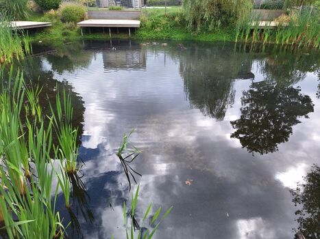 Teich vor der Wasserterasse