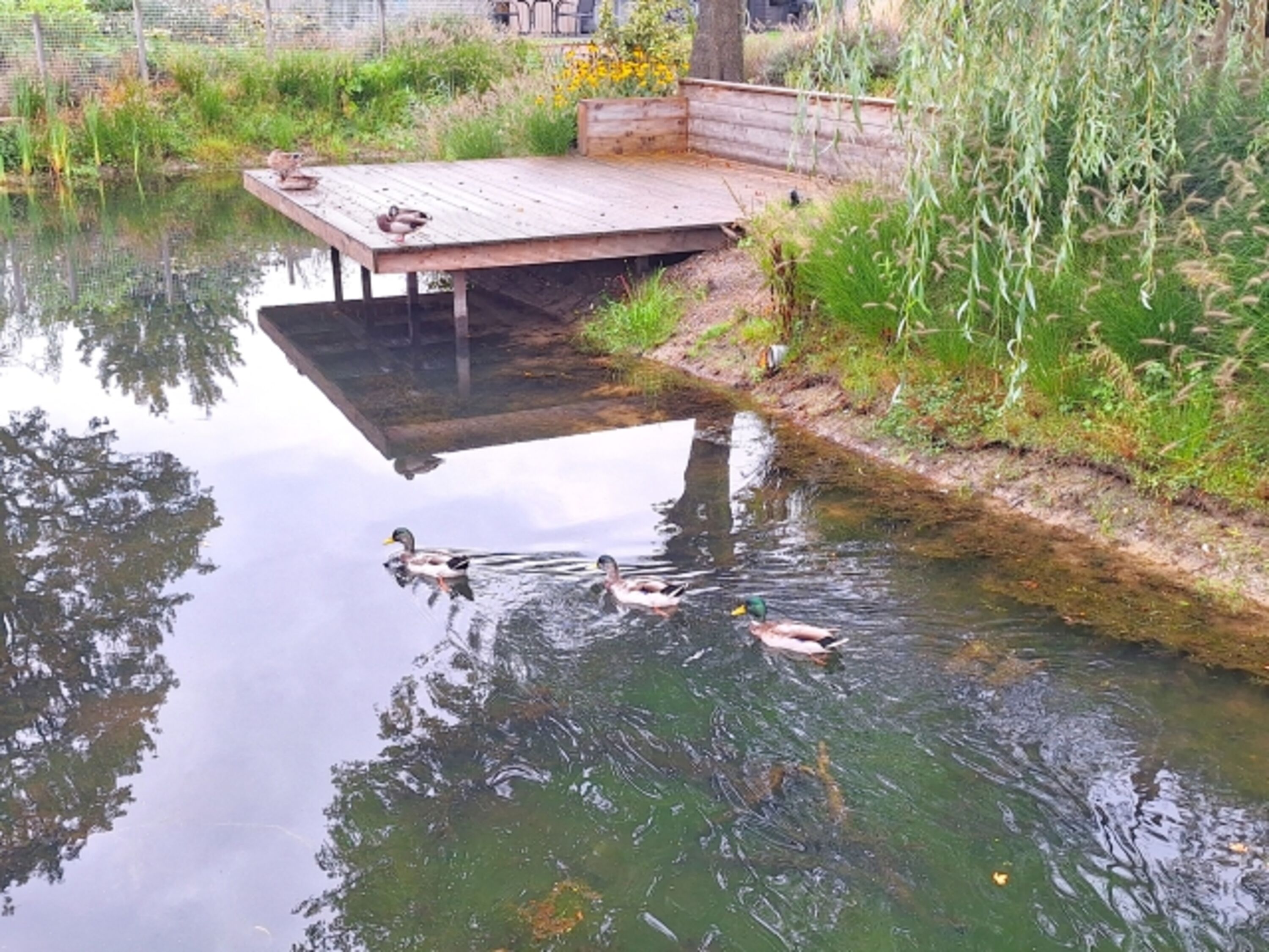 Entenfamilienausflug Morgens zu sehen von der Wassertrasse aus