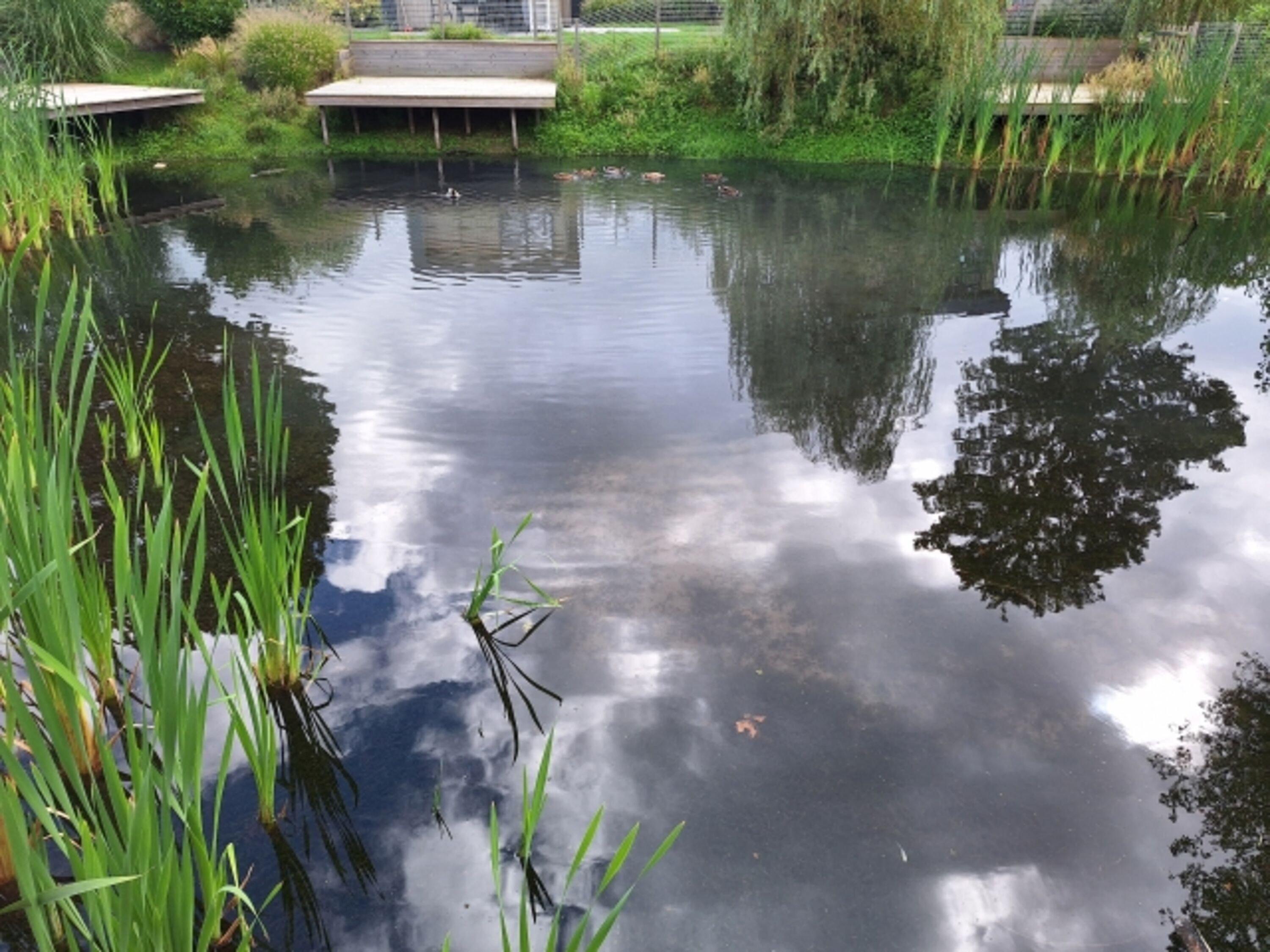 Teich vor der Wasserterasse aus