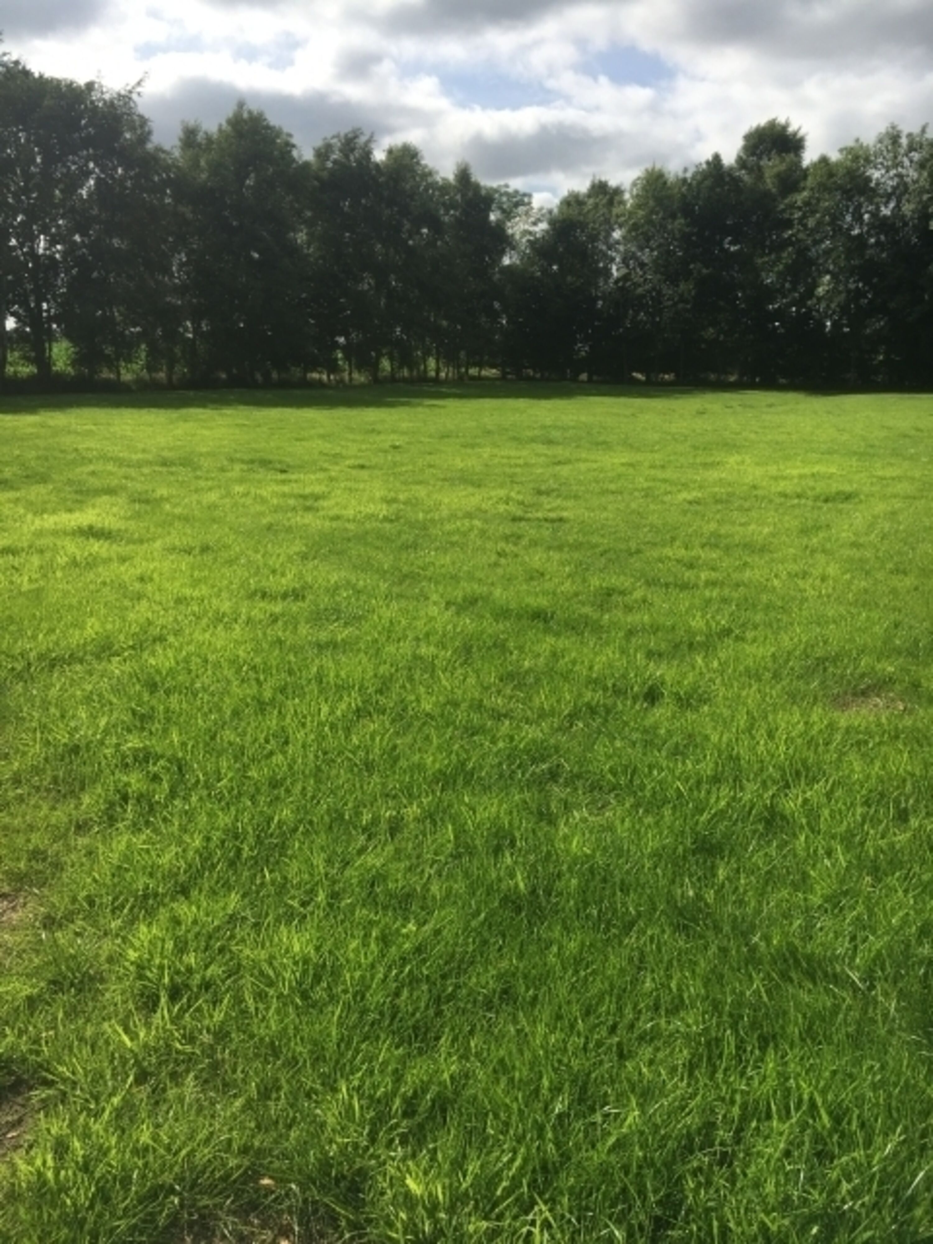 4000 qm Hundewiese