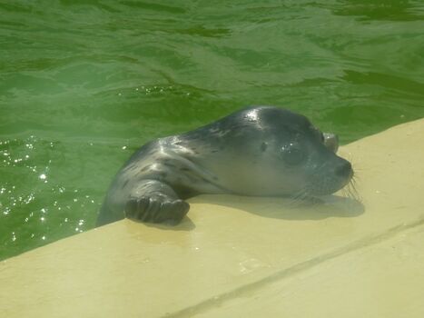 In Norddeich-Robbenauffangstation