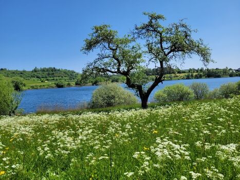 Schalkenmehrener Maar 