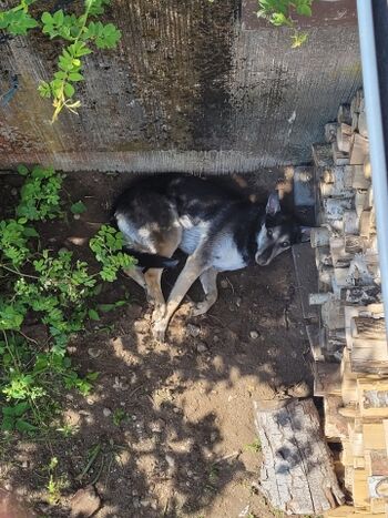 Natur buddelecke im Garten vom Ferienhaus 