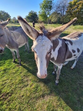 Die Esel vom  Weinfelder Maar