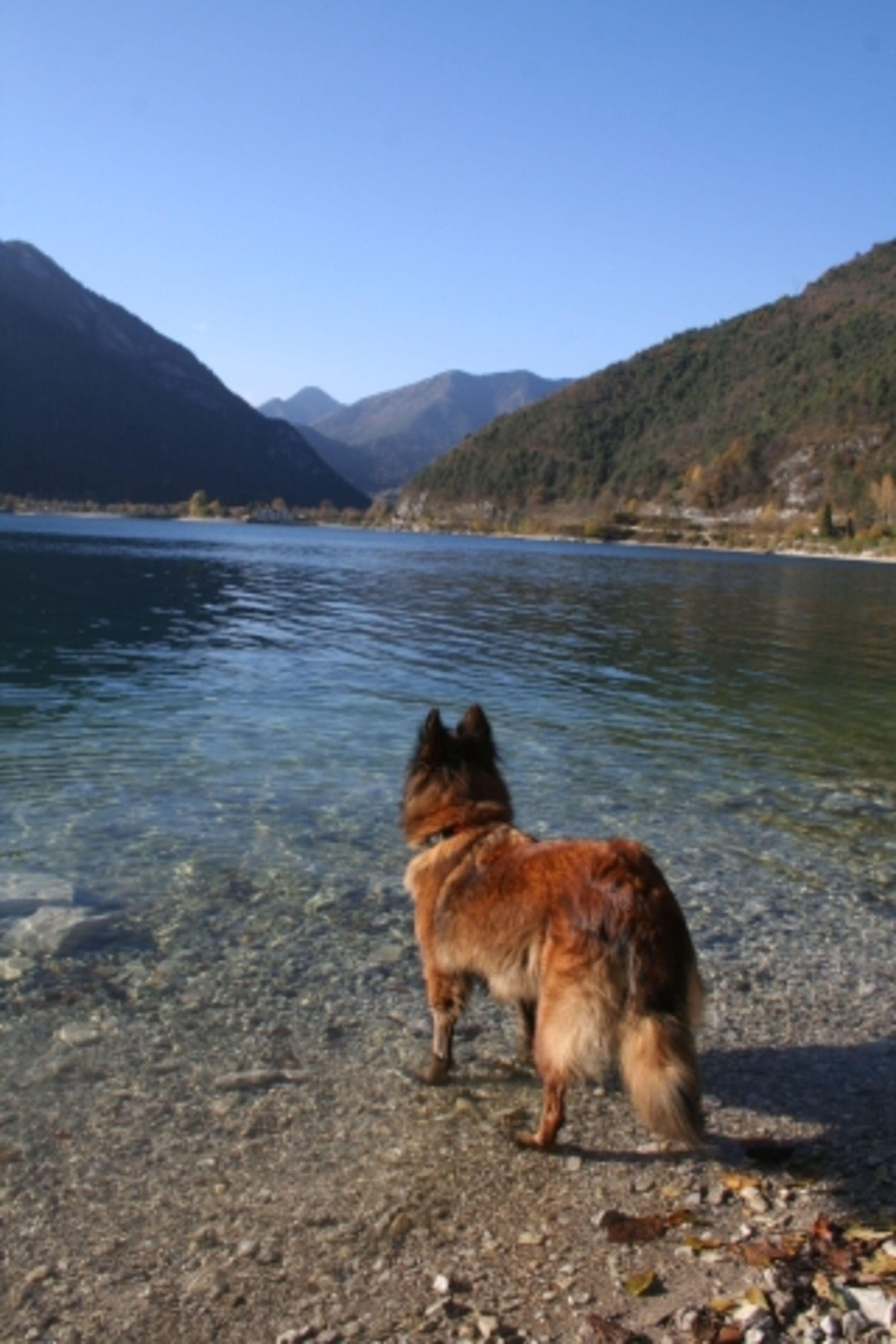 Ledrosee