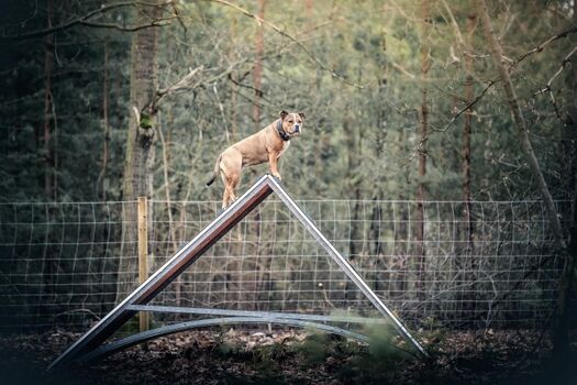 Hundeauslauf, eingezäunt - zum Toben und Trainieren
