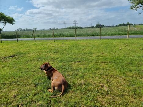 Auch die Fellnase chillt