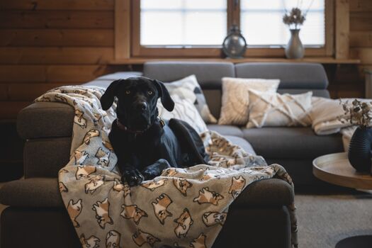 Hunde auf der Couch bei uns erlaubt