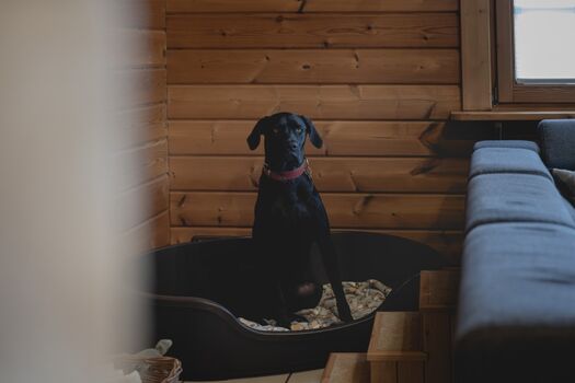 Hundeecke mit XL Hundekorb