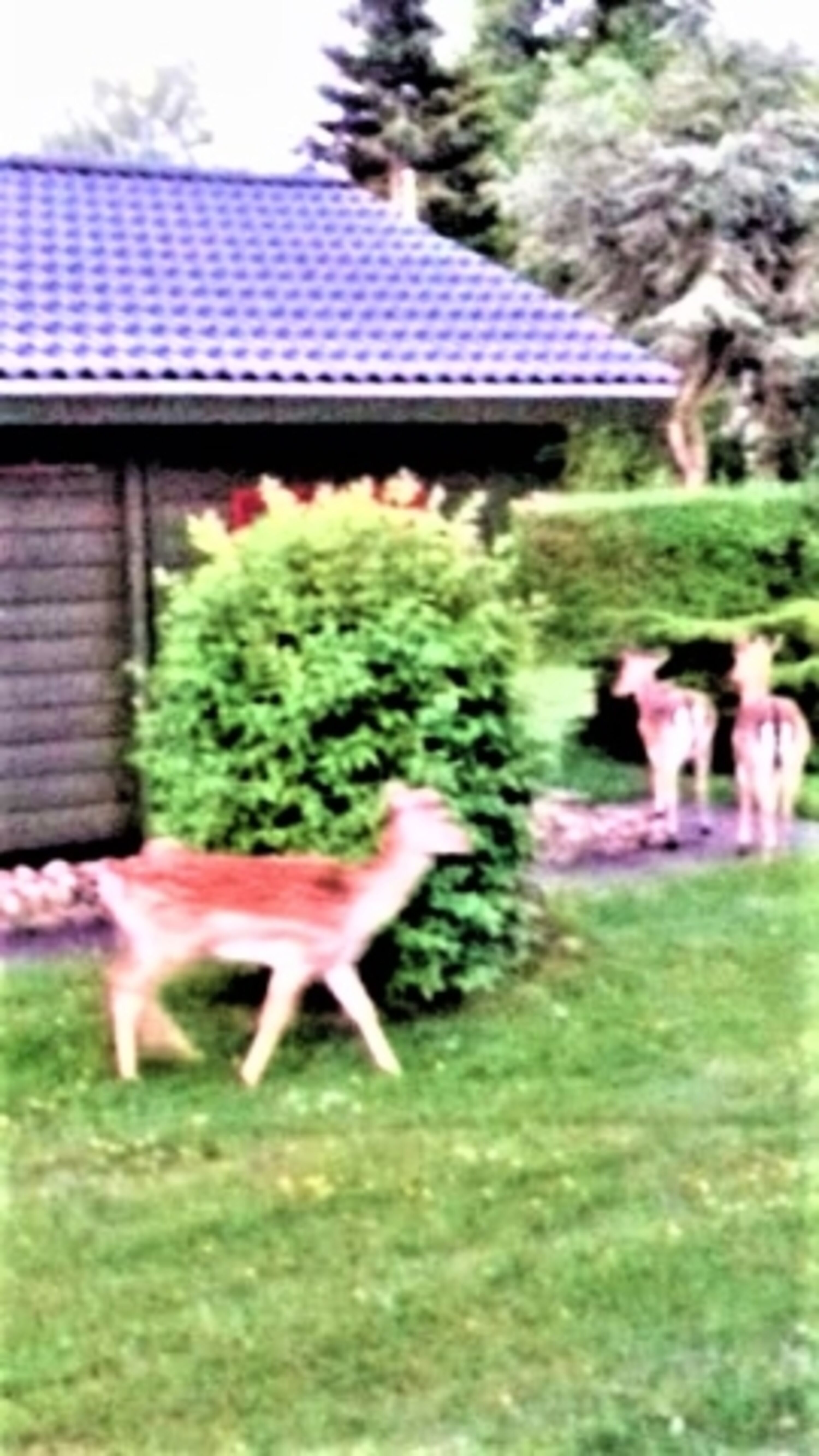 Idylle im Garten
