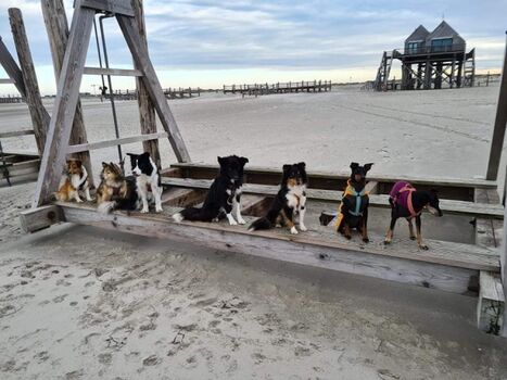 Hunde sind bei uns immer herlich willkommen!