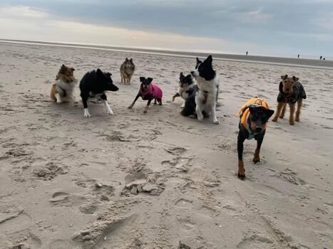 Hunde sind bei uns herzlich willkommen!