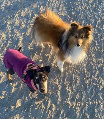 Der Hundestrand St. Peter-Ording ist mit dem Auto innerhalb von 5 Minuten erreichbar.