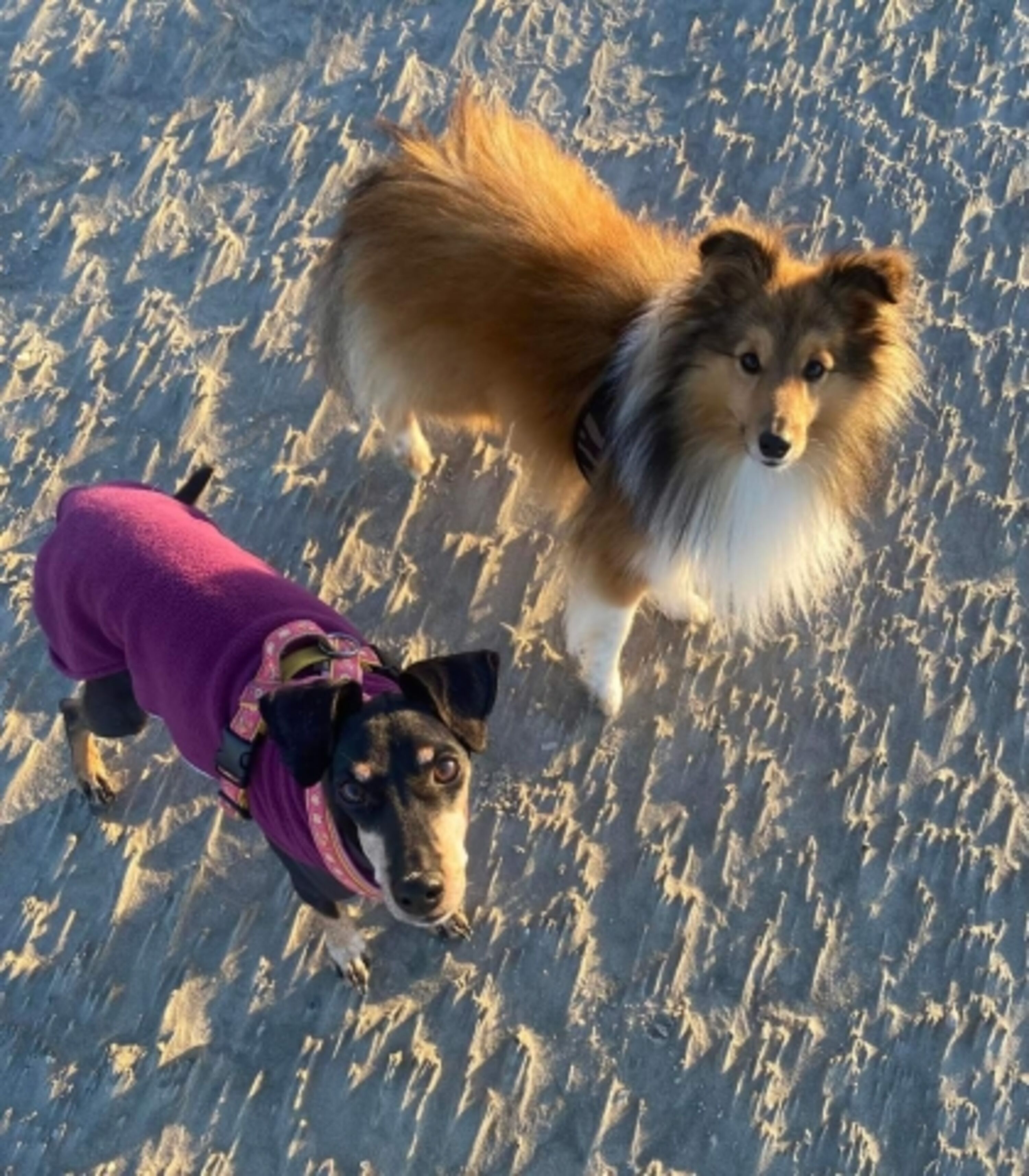 Der Hundestrand St. Peter-Ording ist mit dem Auto innerhalb von 5 Minuten erreichbar.