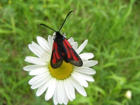 Heimischer Schmetterling