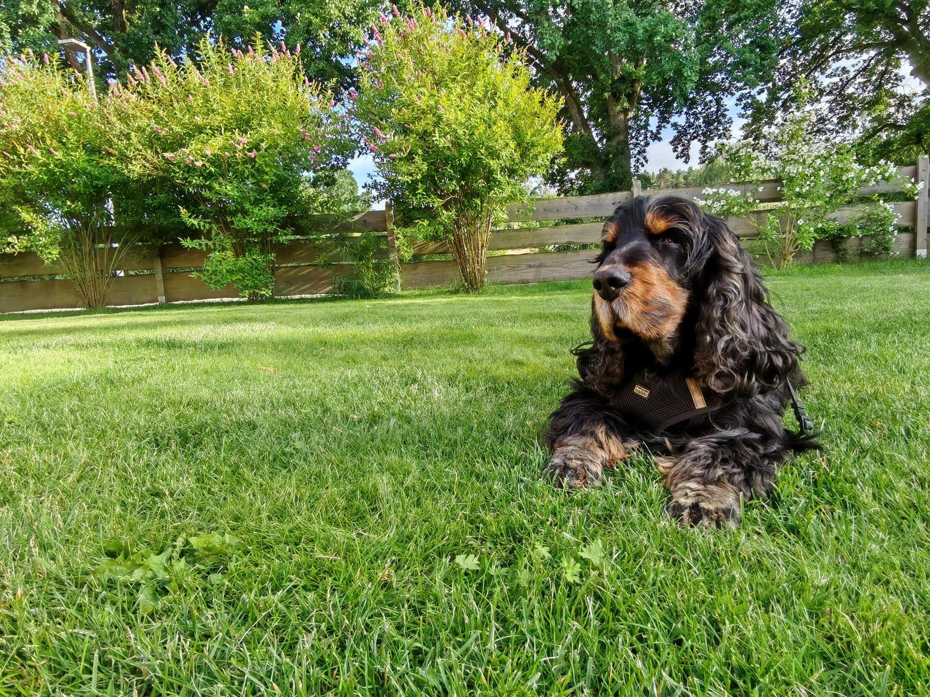 großer umzäunter Garten