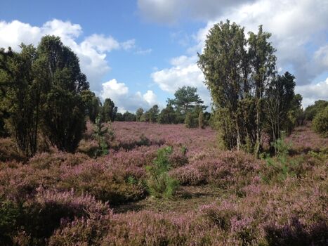 Nur 20 km entfernt: Heidelandschaft Heiliger Hain
