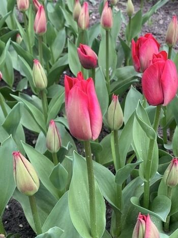Tulpenfelder rund um Julianadorp