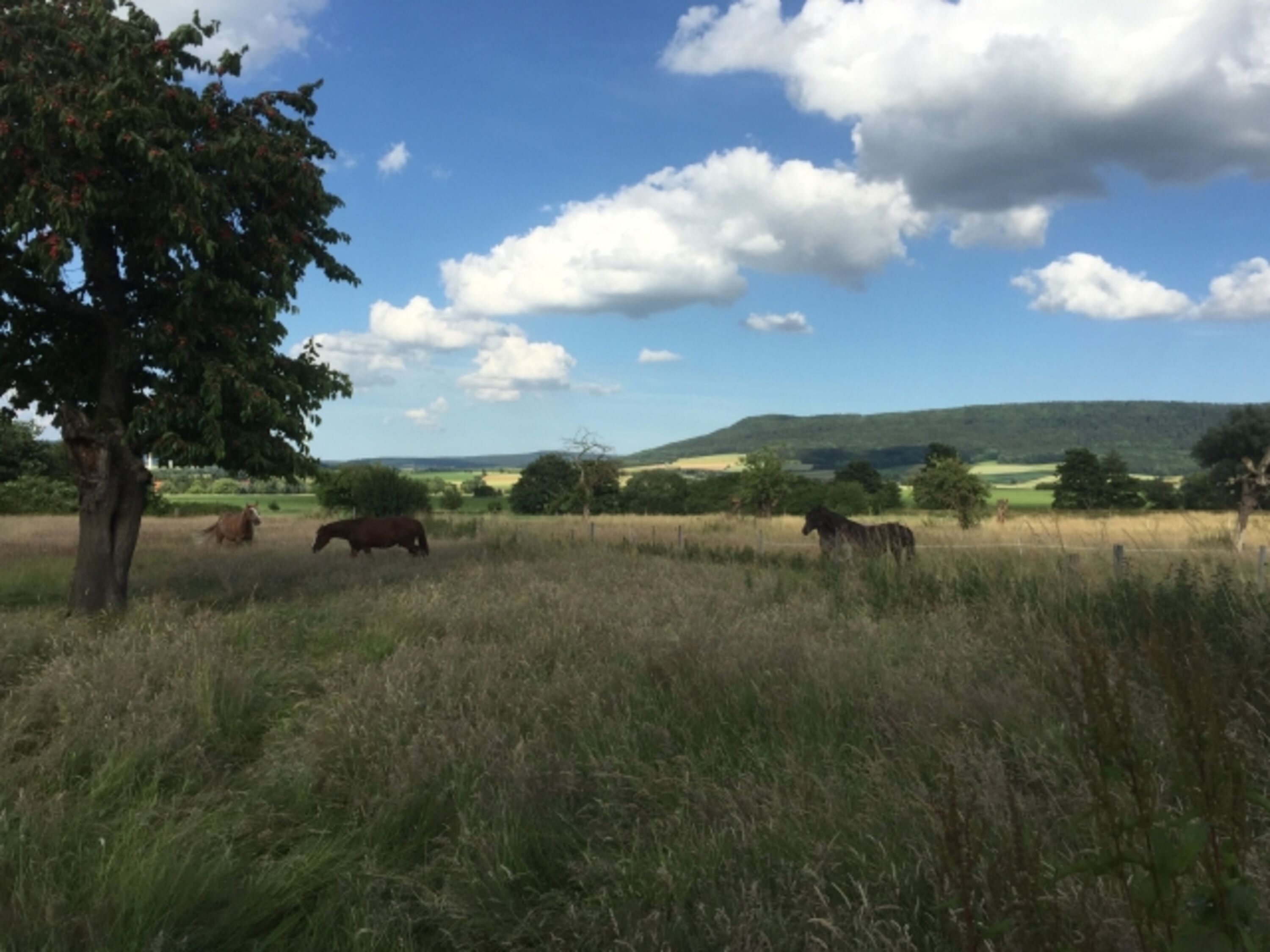 Bild 19
