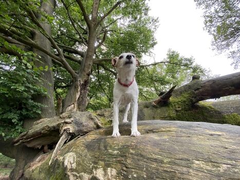 Wandern mit Hund im Nationalpark de Hoge Veluwe