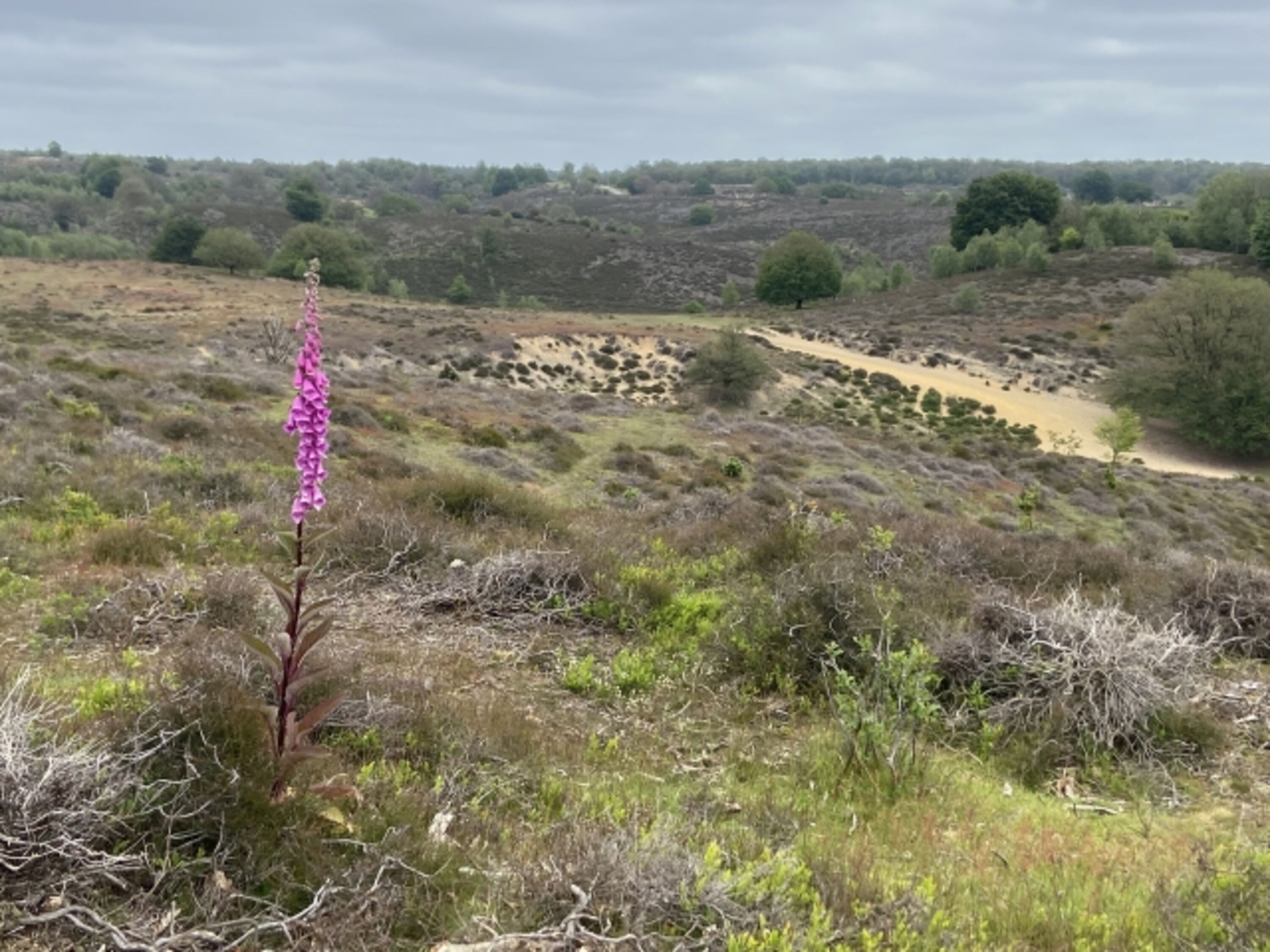 De Hoge Veluwe