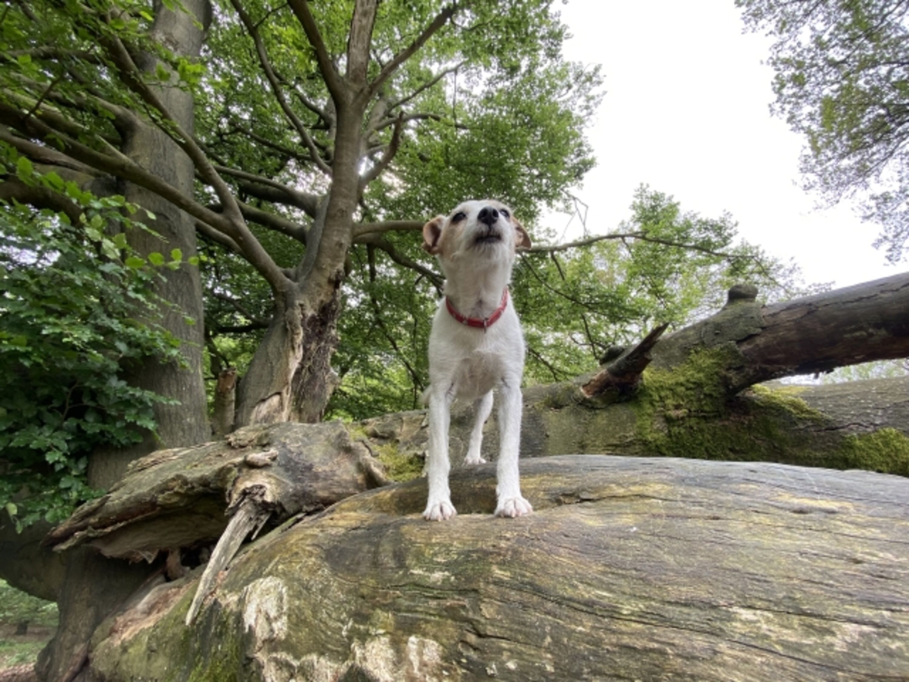 Wandern mit Hund im Nationalpark de Hoge Veluwe