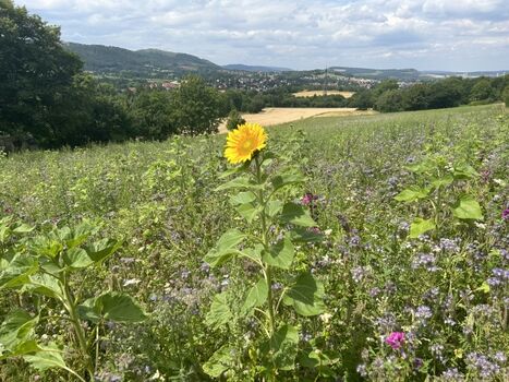 Butterbergwiese für Gassirunde vor der Tür