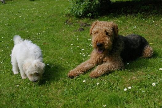 .. auch die Hunde fühlen sich wohl!