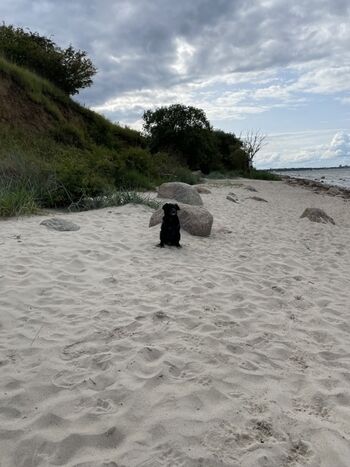 Hundestrand in Stein