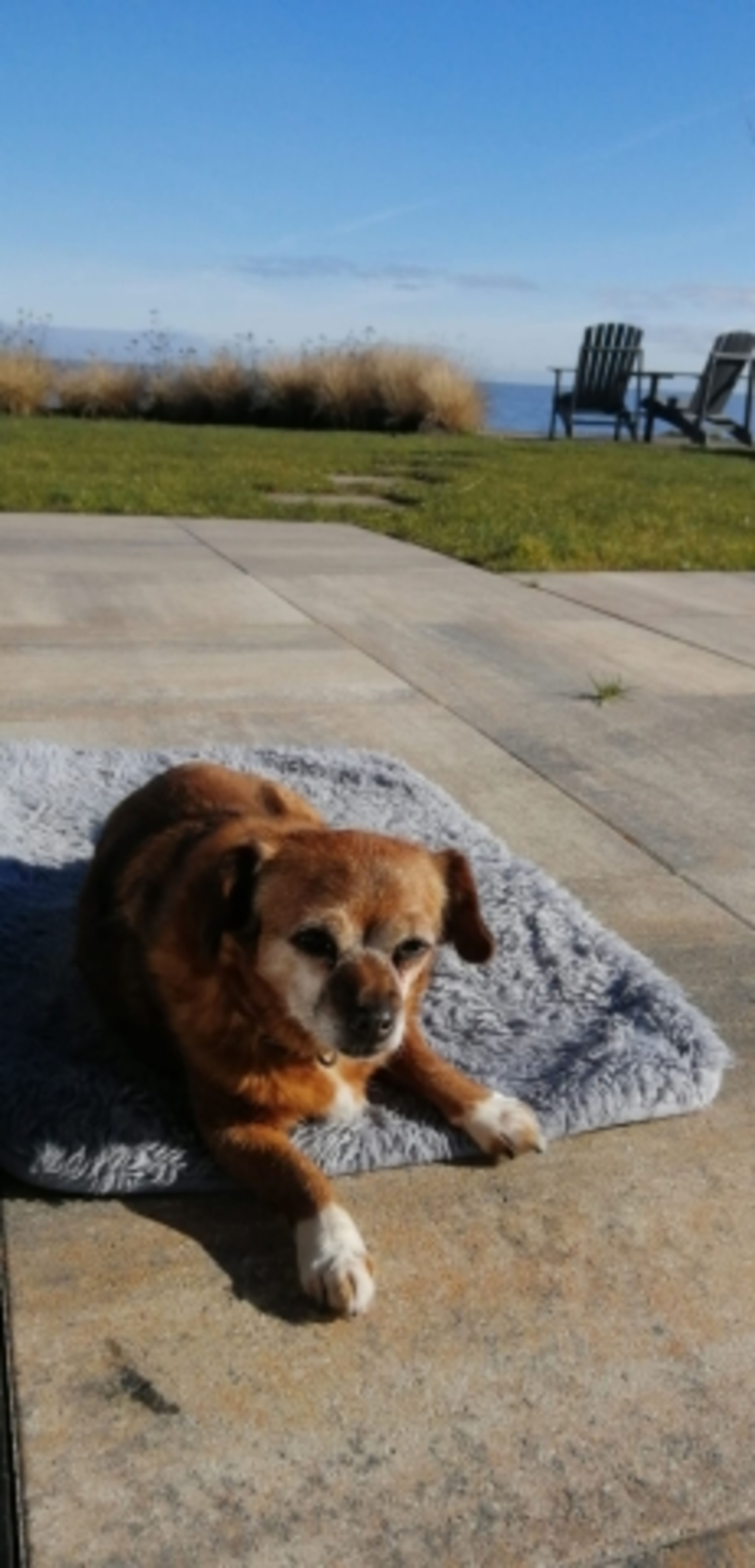 ...Haushund Lissy fühlt sich wohl in der Sonne