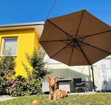 Yoda auf der Sonnenterrasse