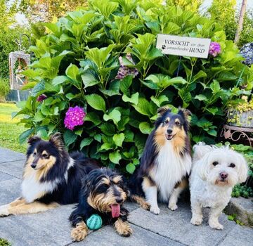 glückliche Fellnasen im FH Sausalblick