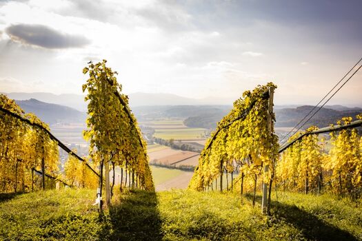 Weinanbau am Mattelsberg mit Sicht auf Wippelsach