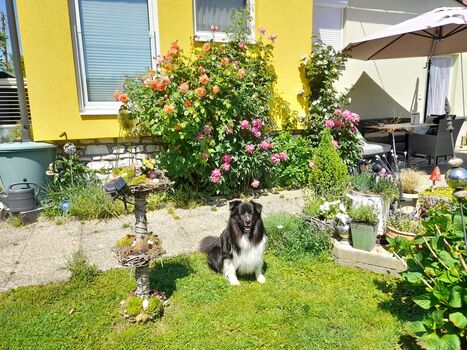 Hund im Garten vor dem Haus
