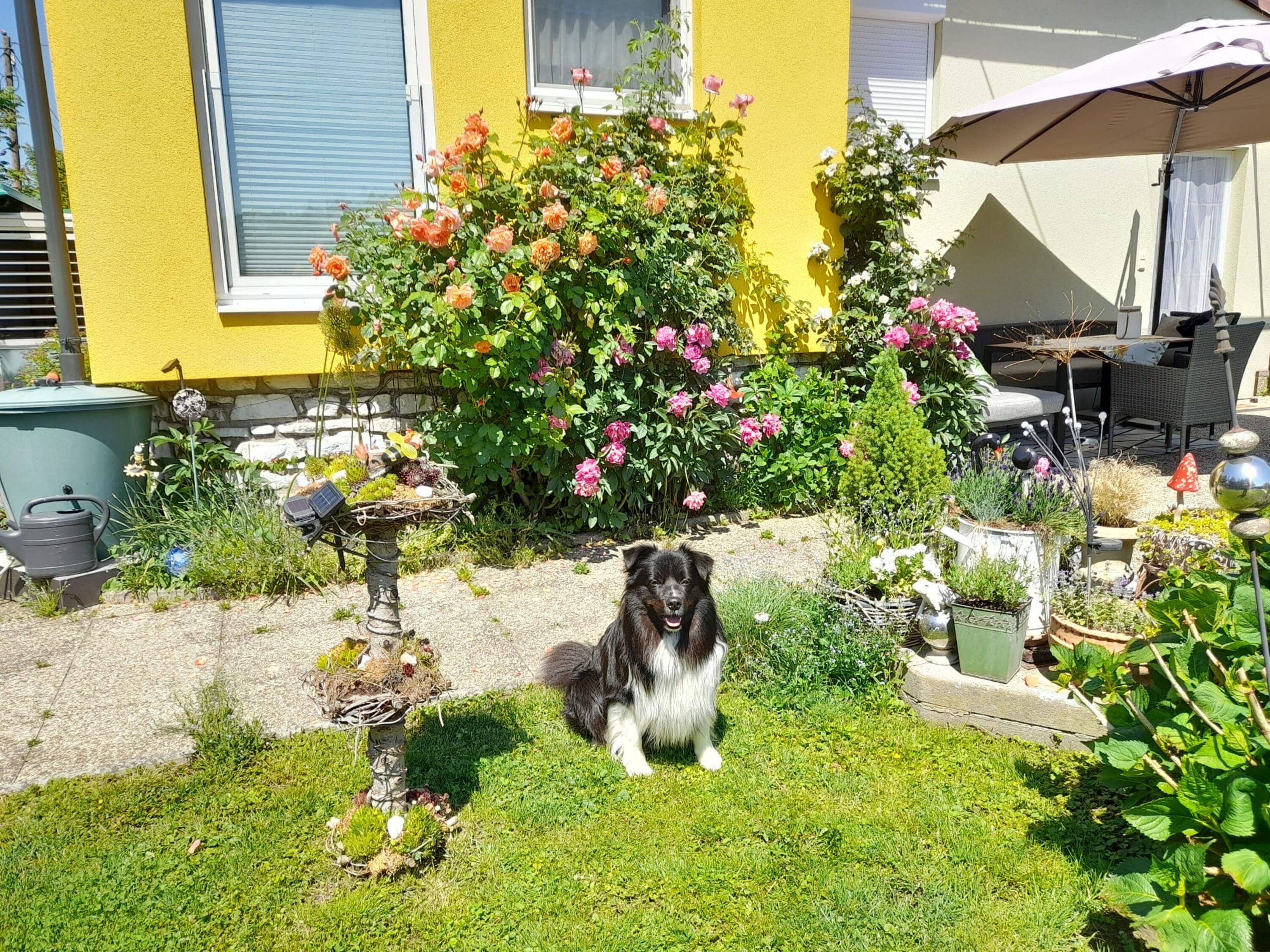 Hund im Garten vor dem Haus