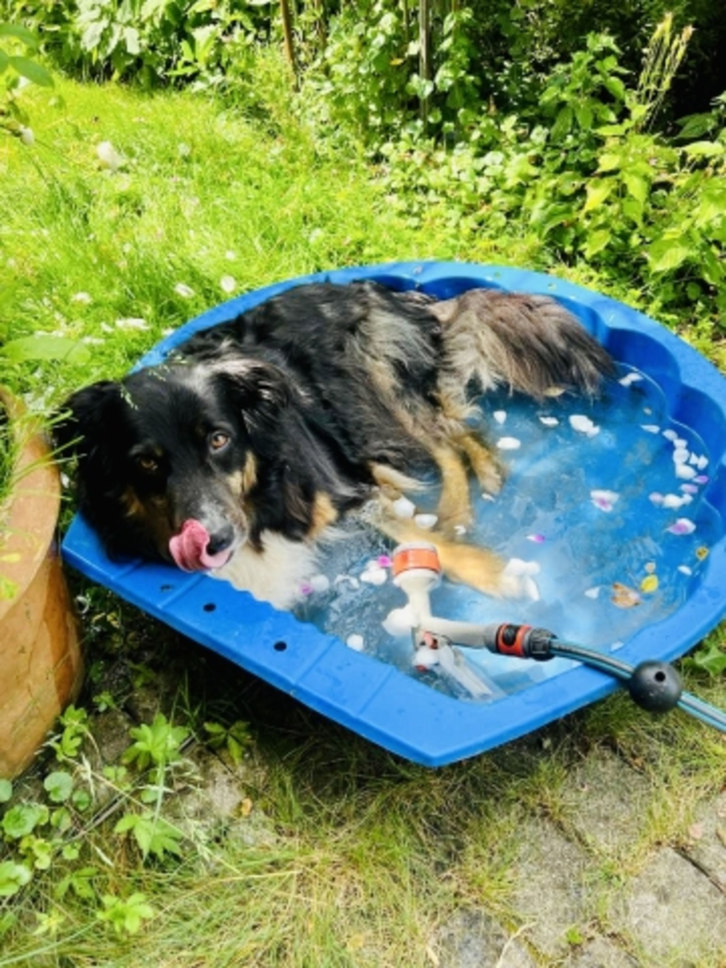 unser Elvis im Rosenblüten-Bad, das Beste ist gerade gut genug;-)