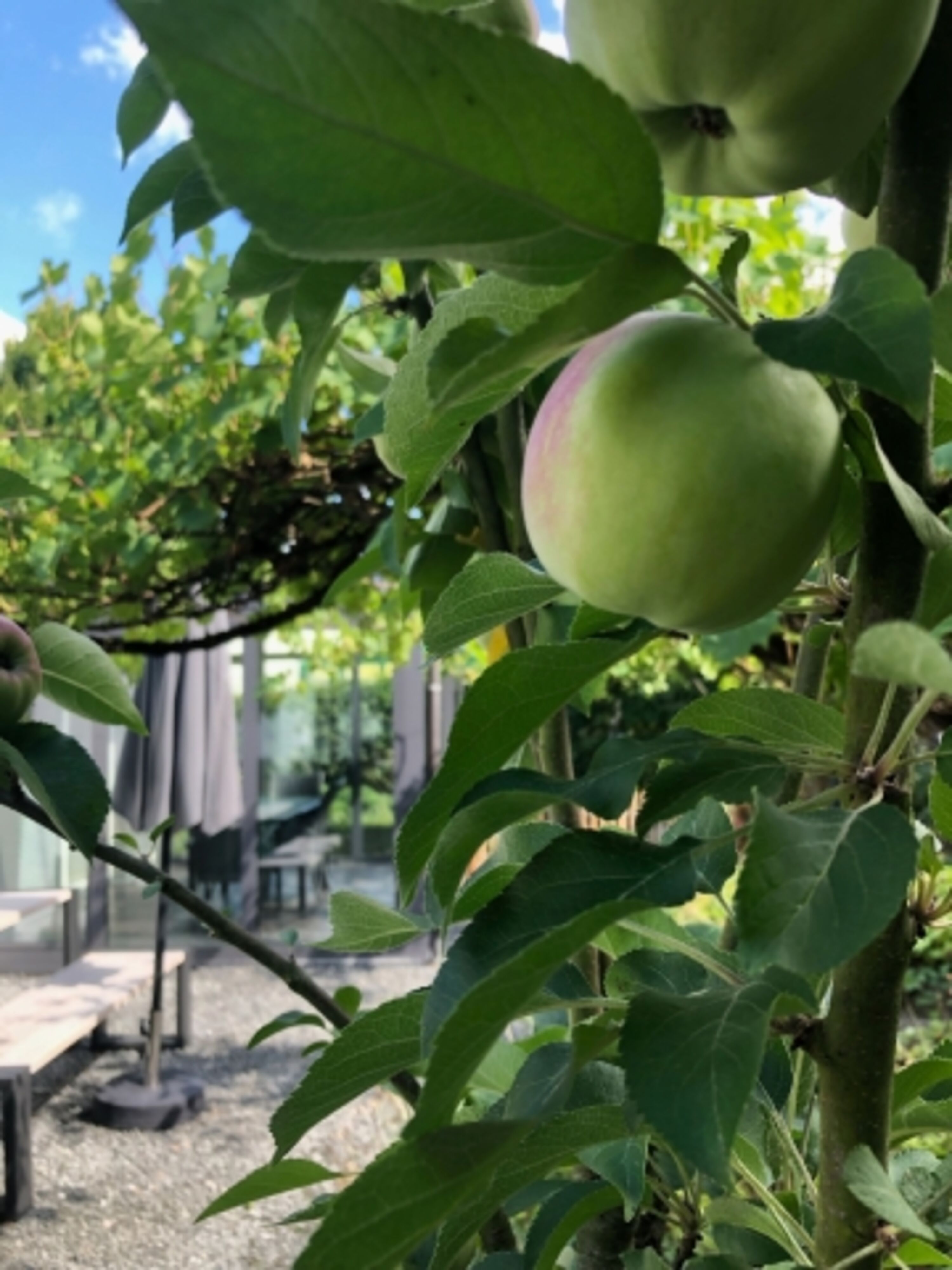 Obst inklusive