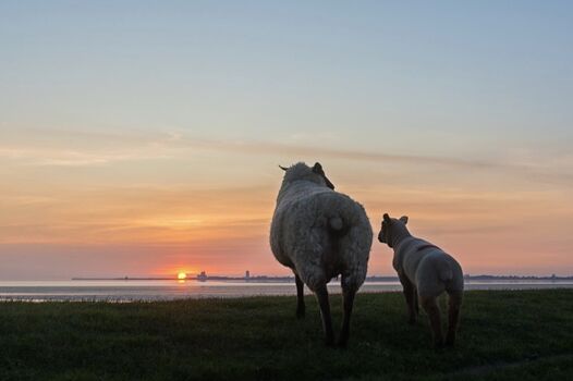 Deichschafe im Sonnenuntergang - Blickrichtung Büsum
