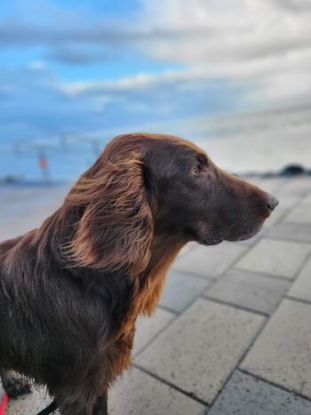 bis zu 2 Fellnasen sind herzlich willkommen