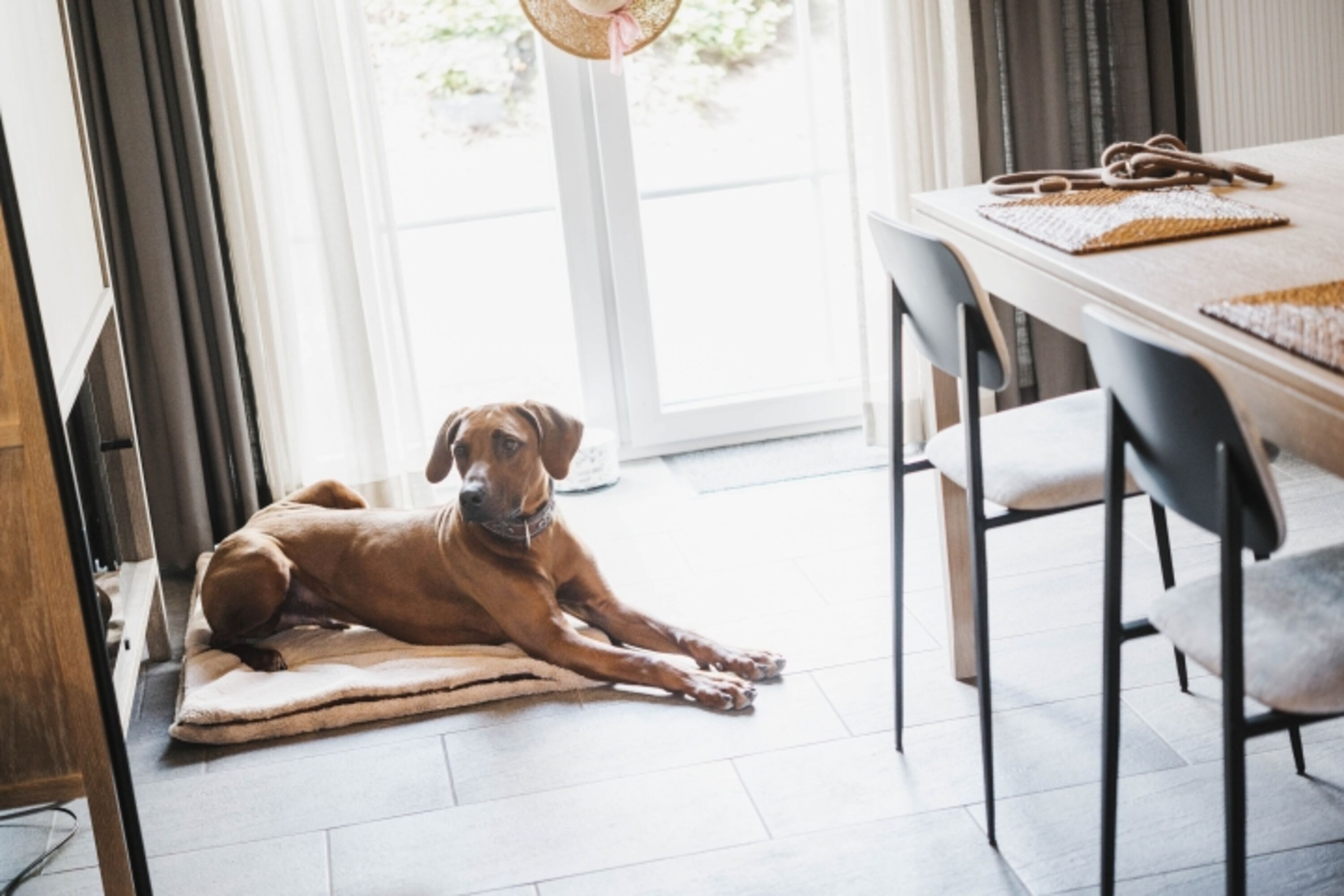 Hunde willkommen