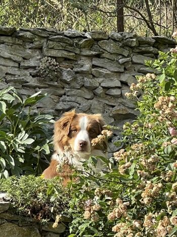 Unser Herz schlägt für Fellnasen 