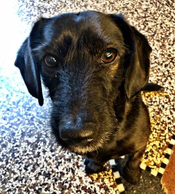 Mamooi - für einen glücklichen Hund