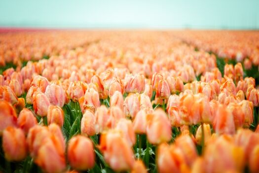 Mamooi - Unendliche Tulpenfelder im Frühling